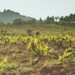 Vino-natural-biodinámico-DO-Conca-de-Barbera-Celler-Escoda-Sanahuja-enoguia-enoturismo-6