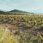Vino-natural-biodinámico-DO-Conca-de-Barbera-Celler-Escoda-Sanahuja-Enoguia-enoturismo-7