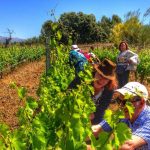 Celler-Devinssi-Priorat-Gratallops-03