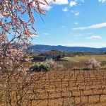 Celler-aymar-do-penedes-04