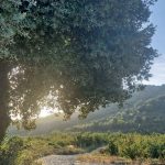 Celler-vilalta-pere-vilanova-de-prades-07